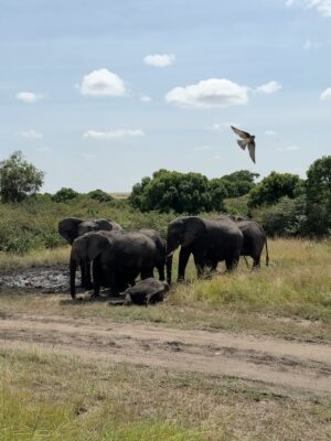 Paula Andrea Betancourt Instagram - El Masái Mara es una reserva natural nacional situada al sudoeste de Kenia.Forma parte de la región del Serengueti y es en realidad una continuación del parque nacional del mismo nombre.Se llama así porque la tribu Masái habita dicha zona y por el río Mara que lo cruza. Es famoso por su fauna excepcional y por la Gran Migración, un espectáculo natural donde miles de cebras, ñus y antílopes se desplazan hacia los pastizales del Serengueti, el cual comienza el mes de Junio y por su rica vida silvestre, incluyendo leones, guepardos y leopardos.Es común el avistamiento de los Cinco Grandes” se refiere a un grupo de cinco animales salvajes africanos icónicos: el león, el leopardo, el elefante, el rinoceronte y el búfalo cafre. Este término, originado entre los cazadores, se utilizaba para describir a las especies más difíciles y peligrosas de cazar a pie. En la actualidad, se utiliza más comúnmente para referirse a los animales más buscados por los turistas en safaris fotográficos.
El paisaje está compuesto por llanuras con hierba y colinas ondulantes,un verdadero espectáculo y atraviesan los ríos Mara y Talek. La zona cercana está salpicada de aldeas (enkangs) del pueblo masái.
Nuestro hotel es un espectacular campamento que se llama Sand River y queda al interior de esta maravillosa selva, justamente donde el Río Talek la separa literalmente de Tanzania,estamos completamente agradecidos y enamorados! 🙏🙏🙏