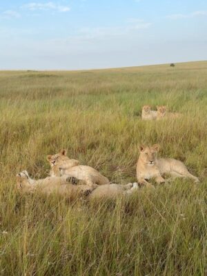 Paula Andrea Betancourt Instagram - El Masái Mara es una reserva natural nacional situada al sudoeste de Kenia.Forma parte de la región del Serengueti y es en realidad una continuación del parque nacional del mismo nombre.Se llama así porque la tribu Masái habita dicha zona y por el río Mara que lo cruza. Es famoso por su fauna excepcional y por la Gran Migración, un espectáculo natural donde miles de cebras, ñus y antílopes se desplazan hacia los pastizales del Serengueti, el cual comienza el mes de Junio y por su rica vida silvestre, incluyendo leones, guepardos y leopardos.Es común el avistamiento de los Cinco Grandes” se refiere a un grupo de cinco animales salvajes africanos icónicos: el león, el leopardo, el elefante, el rinoceronte y el búfalo cafre. Este término, originado entre los cazadores, se utilizaba para describir a las especies más difíciles y peligrosas de cazar a pie. En la actualidad, se utiliza más comúnmente para referirse a los animales más buscados por los turistas en safaris fotográficos.
El paisaje está compuesto por llanuras con hierba y colinas ondulantes,un verdadero espectáculo y atraviesan los ríos Mara y Talek. La zona cercana está salpicada de aldeas (enkangs) del pueblo masái.
Nuestro hotel es un espectacular campamento que se llama Sand River y queda al interior de esta maravillosa selva, justamente donde el Río Talek la separa literalmente de Tanzania,estamos completamente agradecidos y enamorados! 🙏🙏🙏