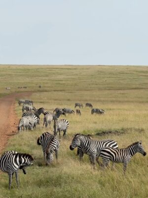 Paula Andrea Betancourt Instagram - El Masái Mara es una reserva natural nacional situada al sudoeste de Kenia.Forma parte de la región del Serengueti y es en realidad una continuación del parque nacional del mismo nombre.Se llama así porque la tribu Masái habita dicha zona y por el río Mara que lo cruza. Es famoso por su fauna excepcional y por la Gran Migración, un espectáculo natural donde miles de cebras, ñus y antílopes se desplazan hacia los pastizales del Serengueti, el cual comienza el mes de Junio y por su rica vida silvestre, incluyendo leones, guepardos y leopardos.Es común el avistamiento de los Cinco Grandes” se refiere a un grupo de cinco animales salvajes africanos icónicos: el león, el leopardo, el elefante, el rinoceronte y el búfalo cafre. Este término, originado entre los cazadores, se utilizaba para describir a las especies más difíciles y peligrosas de cazar a pie. En la actualidad, se utiliza más comúnmente para referirse a los animales más buscados por los turistas en safaris fotográficos.
El paisaje está compuesto por llanuras con hierba y colinas ondulantes,un verdadero espectáculo y atraviesan los ríos Mara y Talek. La zona cercana está salpicada de aldeas (enkangs) del pueblo masái.
Nuestro hotel es un espectacular campamento que se llama Sand River y queda al interior de esta maravillosa selva, justamente donde el Río Talek la separa literalmente de Tanzania,estamos completamente agradecidos y enamorados! 🙏🙏🙏