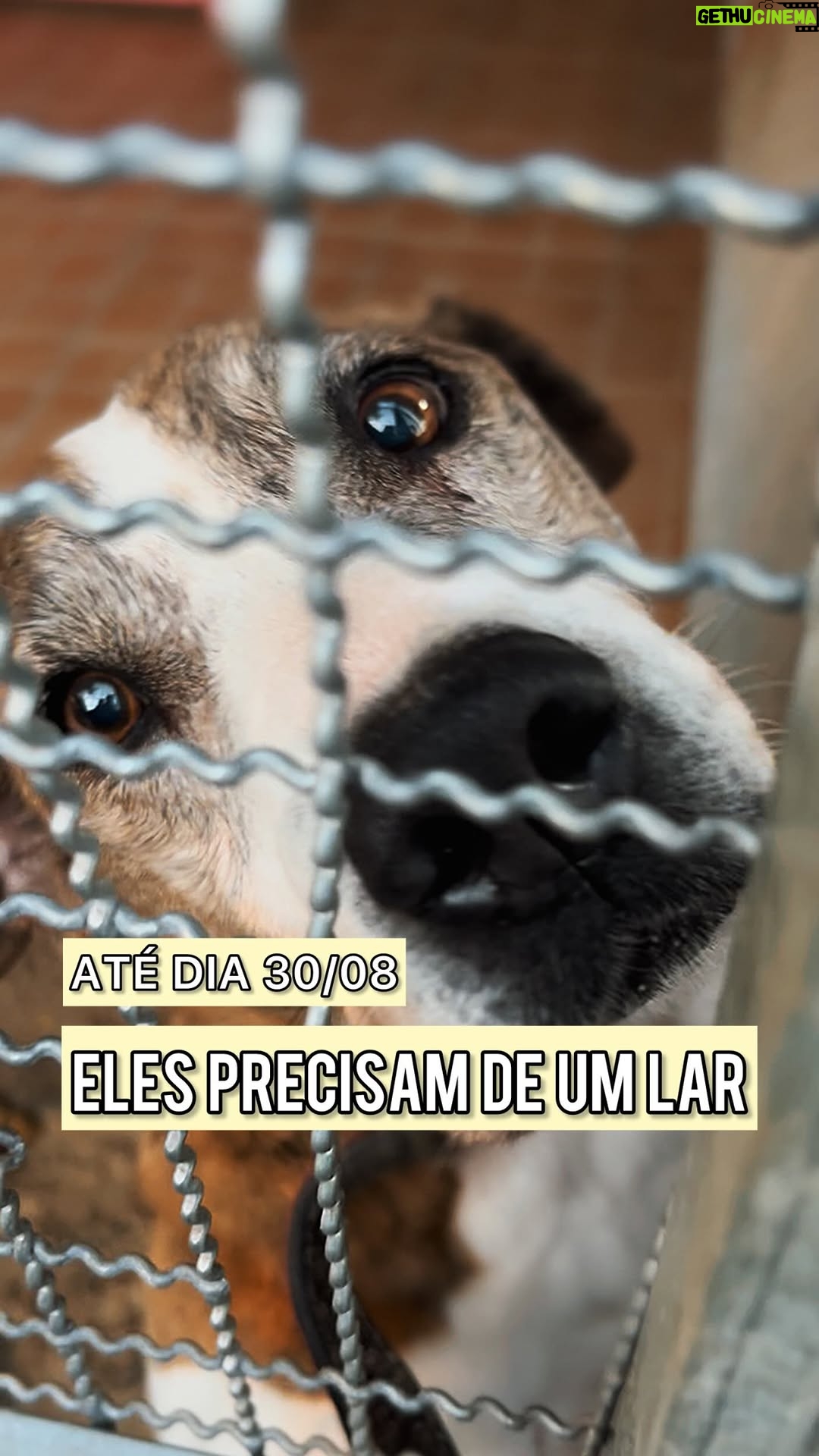 Paula Burlamaqui - 3.9K Likes - ESTES SÃO OS CÃES QUE MAIS PRECISAM DE UM LAR! O abrigo Palmira Gobbi vai ser fechado no dia 30/08 e ainda temos 33 CÃES PARA ADOÇÃO. Estamos em uma corrida contra o tempo para conseguirmos bom lares antes que estes cachorros sejam transferidos para o canil municipal, local em que já está lotado e os cães não irão mais passear ou ter visitar diárias dos voluntários que estão com eles desde o o dia 05 de maio de 2024. ESTES CÃES DO VÍDEO TÊM TRAUMAS. Demoramos para ganhar a confiança deles. Temos certeza de que sem os passeios diários, carinho e paciência de quem os conhece, eles voltarão a ter medo e serem reativos. E isso significa NUNCA SEREM ADOTADOS. Nós precisamos mudar o destino deles. Eles NÃO PODEM ser transferidos. Nos ajudem a DIVULGAR muito e ABRA SEU CORAÇÃO PARA ADOÇÃO. Tudo que eles precisam é amor e paciência ❤️ 
. 
QUER ADOTAR? Chama no whats  55 51 98522-7232
. 
ENVIAMOS PARA OUTROS ESTADOS (SC, PR e SP) 

#adotenãocompre #adote #enchentesrs