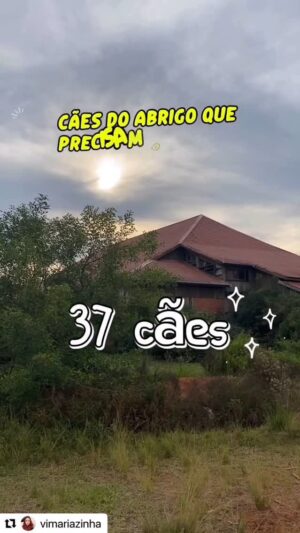 Paula Burlamaqui Instagram - Atenção galera do sul, vamos dar uma oportunidade a esses animais que perderam suas casas e suas famílias, se quiserem adotar vá ate o abrigo Palmira gobbi que estará fechando no final do mês e adote o seu amor❤️