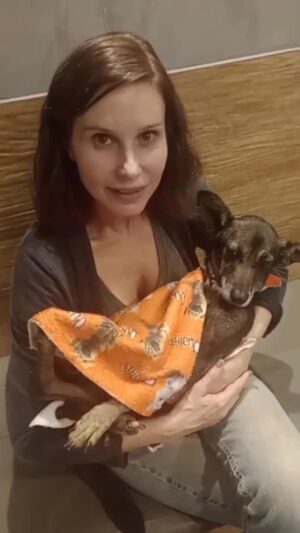 Paula Burlamaqui Instagram - Angelina continua lutando pela vida , e eu com ela ! Vai dar certo! #ajudeumanimalderua