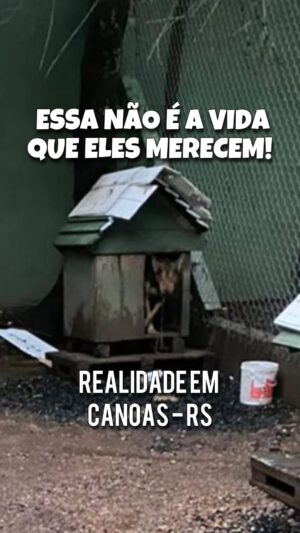 Paula Burlamaqui Instagram - Quer adotar um cão do Palmira Gobbi? Chame no whats: 51 98522-7232
-
Essa é a realidade do Palmira Gobbi e da secretaria de bem estar animal. Em 7 dias o prefeito quer acabar com o Palmira Gobbi! A verdade está aí para quem quiser ver e as investigações seguem acontecendo. NENHUM animal será beneficiado com a ida precoce dos cães do Palmira para o Canil municipal, que está lotado, com animais amarrados em correntes e pegando chuva. As novas baias da secretaria (construídas com a nossa doação) poderiam ser utilizadas para dar um MÍNIMO de vida digna para estes cães que estão em estado péssimo de bem estar DENTRO do canil municipal (centro de “bem” estar animal). Os cães que do Palmira Gobbi estão sendo divulgados diariamente e doados pelas pessoas que se importam com eles. Não há porque condená-los a essa vida de canil. Eles precisam de um lar. Todos eles precisam!