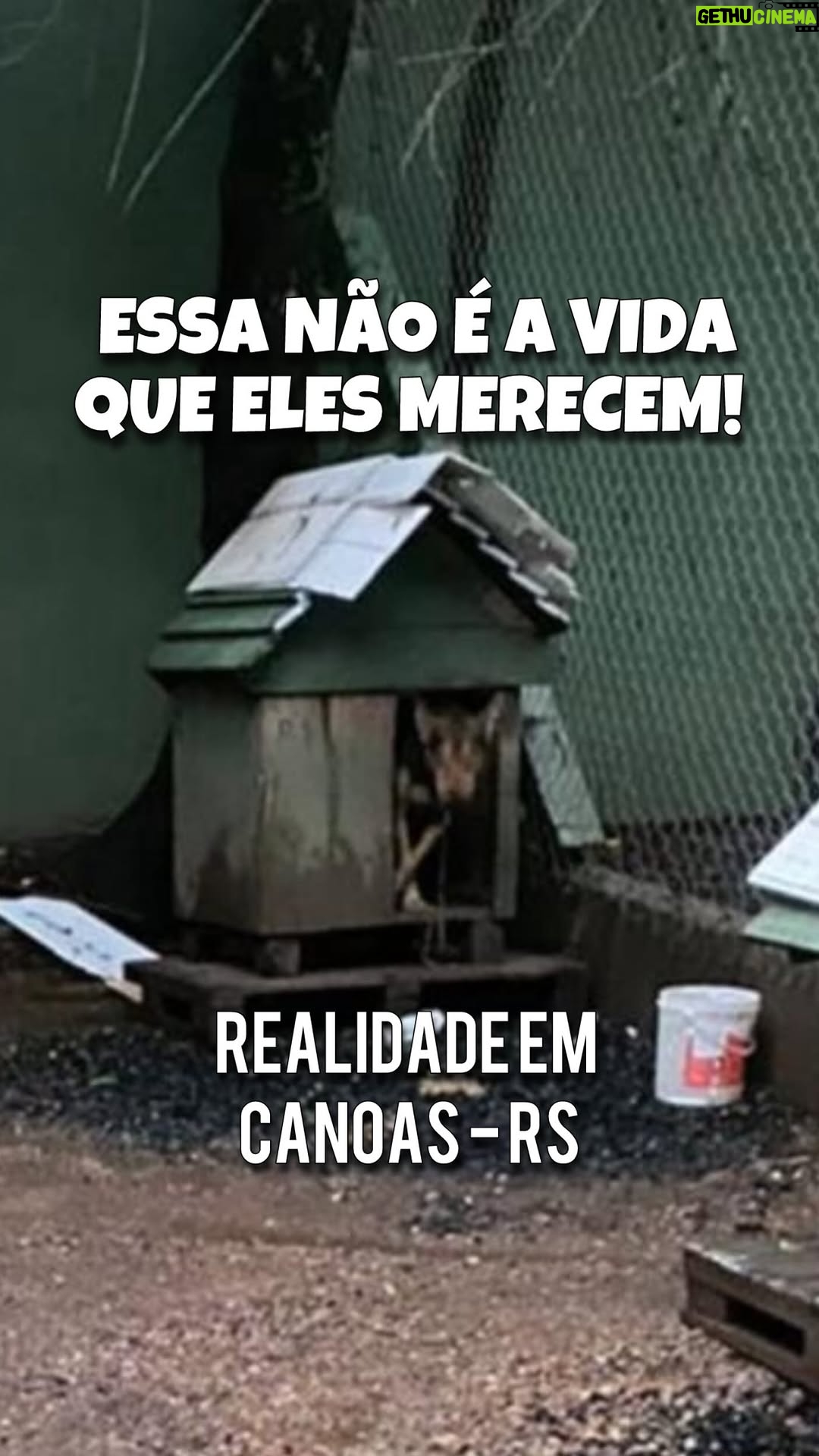 Paula Burlamaqui - 3.2K Likes - Quer adotar um cão do Palmira Gobbi? Chame no whats: 51 98522-7232
- 
Essa é a realidade do Palmira Gobbi e da secretaria de bem estar animal. Em 7 dias o prefeito quer acabar com o Palmira Gobbi! A verdade está aí para quem quiser ver e as investigações seguem acontecendo. NENHUM animal será beneficiado com a ida precoce dos cães do Palmira para o Canil municipal, que está lotado, com animais amarrados em correntes e pegando chuva. As novas baias da secretaria (construídas com a nossa doação) poderiam ser utilizadas para dar um MÍNIMO de vida digna para estes cães que estão em estado péssimo de bem estar DENTRO do canil municipal (centro de “bem” estar animal). Os cães que do Palmira Gobbi estão sendo divulgados diariamente e doados pelas pessoas que se importam com eles. Não há porque condená-los a essa vida de canil. Eles precisam de um lar. Todos eles precisam!