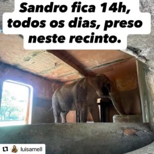 Paula Burlamaqui Instagram - #Repost @luisamell with @use.repost
・・・
Como alguém pode defender isso?
Quanto sofrimento Sandro, ainda enfrentará simplesmente por interesses de humanos que acham que a vida de um animal é apenas para servir humanos?
Gritam que ele pertence a Sorocaba.
Dizem que é para educar crianças.
Inventam que é sobre ciência.
Mas ignoram a própria ciência que em inúmeros estudos já comprovou : Os elefantes estão entre os animais não humanos mais inteligentes e complexos, tanto do ponto de vista emocional como social. Como regra, podemos ver que as espécies que possuem os maiores cérebros têm um melhor desenvolvimento do córtex cerebral e uma melhor capacidade de aprendizagem, além da habilidade de reter informações por mais tempo. Décadas de estudos compõem uma literatura com pesquisas e acompanhamentos científicos sobre a inteligência e as habilidades cognitivas desses animais.
É triste demais que tantas pessoas ainda não conseguem ter empatia por ele.
“Ah mais tem biólogo que acha melhor ele ficar no Zoo.”
Mas tem dezenas de biólogos e veterinários QUE REALMENTE trabalham há décadas com elefantes que são a favor da transferência!!
Cada dia que passa, enquanto você trabalha, estuda, namora, curte seus amigos, passeia…
Sandro fica preso, sozinho, olhando para a parede.
Ele tem a chance de ir para um Santuário! Acompanho diariamente o trabalho do @elefantesbrasil ong internacional com auditoria certificada!
Os maiores especialistas de elefantes do mundo estão ligados a este Santuário.
Desculpa Sandro.
Continuamos lutando por você!
Assinem a petição pela liberdade do sandro na bio @liberdade_para_as_girafas 👈👈👈👈👈👈👈👈👈👈👈👈👈👈👈👈