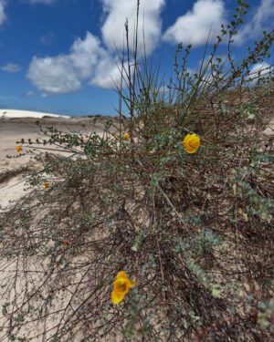 Priscila Fantin Instagram - Um pouco de tudo que vivemos nesses dois dias de passeios com a @atinslencoistur š§”
Quanta coisa linda vocĆŖs tem aqui no Parque Nacional dos Lençóis Maranhenses! Apaixonante e inesquecĆvel!
Um salve pros nossos guias Diego, Naim, Chico e PelƩ!
Obrigada @youcaantour por organizar nossa viagem com tanto carinho!š