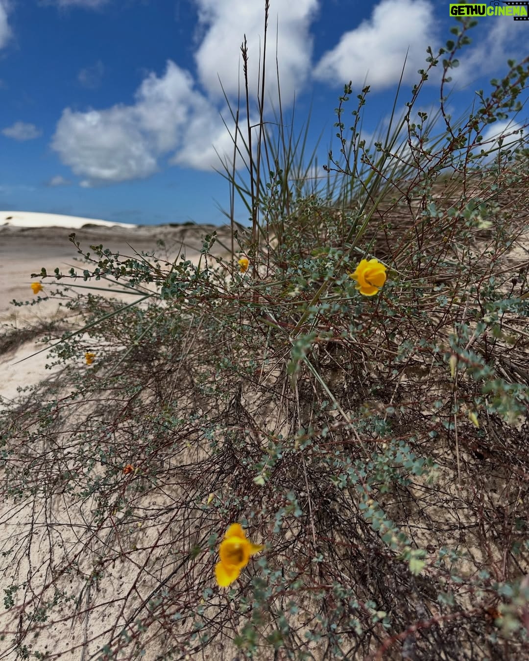 Priscila Fantin - 20.7K Likes - Um pouco de tudo que vivemos nesses dois dias de passeios com a @atinslencoistur 🧡
Quanta coisa linda vocês tem aqui no Parque Nacional dos Lençóis Maranhenses! Apaixonante e inesquecível!
Um salve pros nossos guias Diego, Naim, Chico e Pelé! 
Obrigada @youcaantour por organizar nossa viagem com tanto carinho!💛