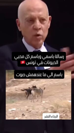 Rim El Benna Instagram - رسالة إلي رئاسة الجمهورية التونسية 🇹🇳 ، باسمي واسم كل محبي و المدافعين على الحيونات في تونس، وقف القنص و فعل قانون حماية الحيونات سيد الرئيس، نحن آلاف من المواطنين ، البياطرة، الحقوقيين، الجمعيات، توانسة جاهزين للمساعدة و القطع مع هذه الممارسات البشعة الغير الأخلاقية و الغير ناجعة و بناء منضومة اخرى تتحكم في الحيونات السائبة و تحميها #وقف_قنص_الكلاب #تفعيل_قانون_حماية_الحيوانات #stop_killing_dog #tunisia