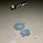 Rwad Aliu