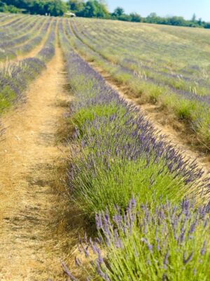 Sameeksha Takke Instagram - Like a sunflower lost in lavender fields who is scared of Bees 🌻
.
.
Provence Vlog ka revision karlo Youtube pe ✨ New video coming today ❤️
.
.
.
Love you photographer @roopvermaa
.
#aixenprovence #StInEurope #france #sameekshatakke #travel #potraits #provence #lavender #lavenderfields #travelgram #atrangiwomaniya