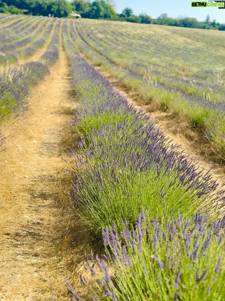 Sameeksha Takke - 52.3K Likes - Like a sunflower lost in lavender fields who is scared of Bees 🌻
.
.
Provence Vlog ka revision karlo Youtube pe ✨ New video coming today ❤️
.
.
.
Love you photographer @roopvermaa 
.
#aixenprovence #StInEurope #france #sameekshatakke #travel #potraits #provence #lavender #lavenderfields #travelgram #atrangiwomaniya