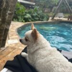 Shirley Arica