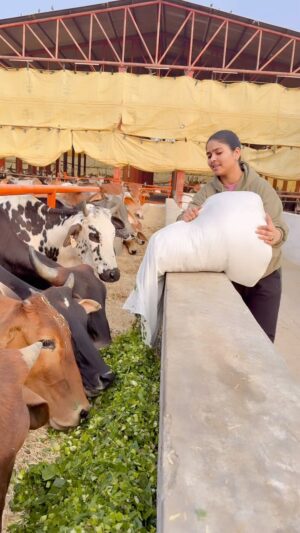 Shivani Gupta Instagram - Gau mata 🙏
#gau #gaumata #gaumata🙏❤️ #instagood #instagram #followforfollowback #followme #art #fashion #fitnessmotivation #beauty #love
