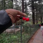 Simla Sikder