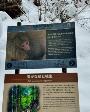 Sofia Castro Instagram - Y como hoy es el cumpleaños de mi mamá @frikitravelmx la llevo a hacer su plan favorito del mundo, ver macacos en Japón, claro que si como de que no ❤️🐒🌨️