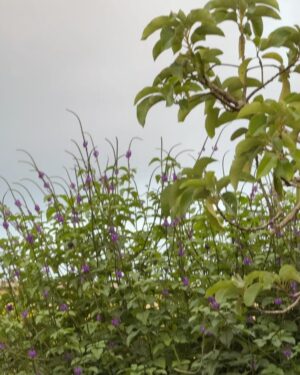 Sofia Castro Instagram - DueƱa de terrenos, propietaria de la finca, cosechante de cosechas.