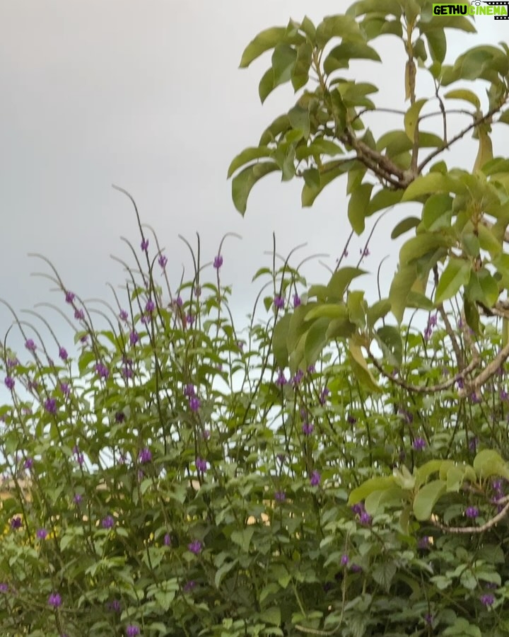 Sofia Castro - 294.2K Likes - Dueña de terrenos, propietaria de la finca, cosechante de cosechas.