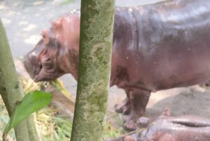 Sophia Albarakbah Instagram - Revisiting the zoo after 13 years. Nothing much changed, but it got better.