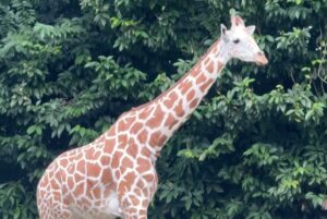 Sophia Albarakbah Instagram - Revisiting the zoo after 13 years. Nothing much changed, but it got better.