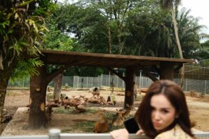 Sophia Albarakbah Instagram - Revisiting the zoo after 13 years. Nothing much changed, but it got better.