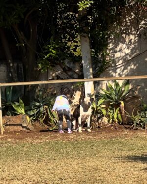 Stephanie Ndlovu Instagram - I Was looking for something ‘cute’ to post, clearly cute is not the season I’m in 😏 So here, the first 15 random pictures that were there 🤷🏻♀️
Safe to say 99.9% of my time (and money) has been spent renovating, lodging burst water pipes, running to the hardware store a million times over.😳😑
But so many things to be grateful for. God is good. 🙏
First Picture taken (and directed) by Rhu- the boss and ruler of everything and everyone in this house, leading star in her own reality show, the rest of us are just unpaid background actors.🤦🏻♀️😐