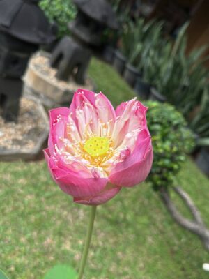Tyna Dwi Jayanti Instagram - Romanticizing the little things lately 🪸☺️💐