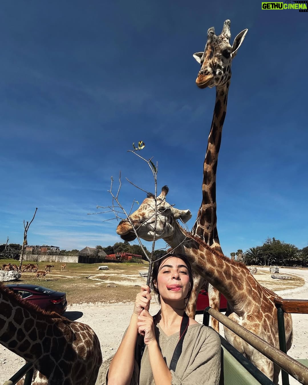 Valentina Buzzurro - 20.4K Likes - Los animales son una de las  creaciones más majestuosas que Dios pudo crear… tener un contacto tan cercano con algunos es una maravilla… gracias por esto @africamsafaripuebla y por cuidarlos, amarlos y protegerlos de una manera tan increíble 💕!!! Gracias por vivir esto con tanta fascinación conmigo @davidcarolevy te amo amor.