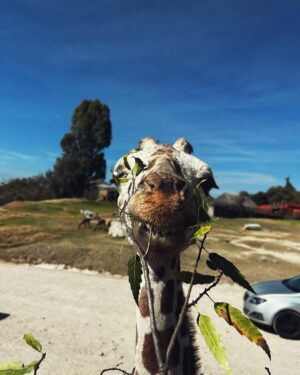 Valentina Buzzurro Instagram - Los animales son una de las creaciones más majestuosas que Dios pudo crear… tener un contacto tan cercano con algunos es una maravilla… gracias por esto @africamsafaripuebla y por cuidarlos, amarlos y protegerlos de una manera tan increíble 💕!!! Gracias por vivir esto con tanta fascinación conmigo @davidcarolevy te amo amor.