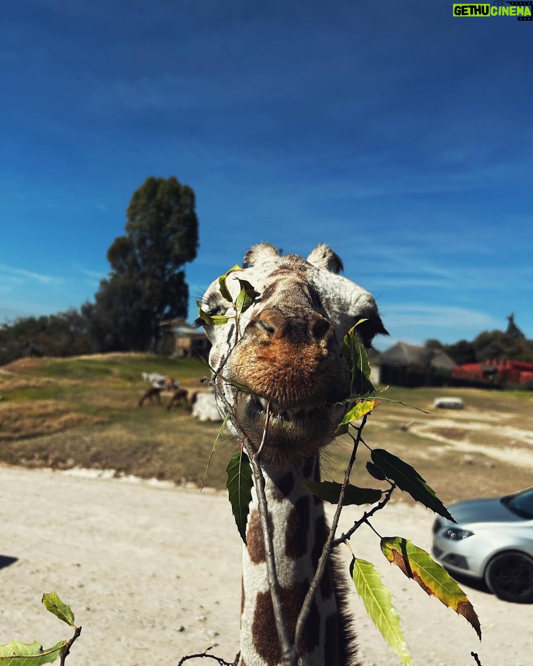 Valentina Buzzurro - 20.4K Likes - Los animales son una de las  creaciones más majestuosas que Dios pudo crear… tener un contacto tan cercano con algunos es una maravilla… gracias por esto @africamsafaripuebla y por cuidarlos, amarlos y protegerlos de una manera tan increíble 💕!!! Gracias por vivir esto con tanta fascinación conmigo @davidcarolevy te amo amor.