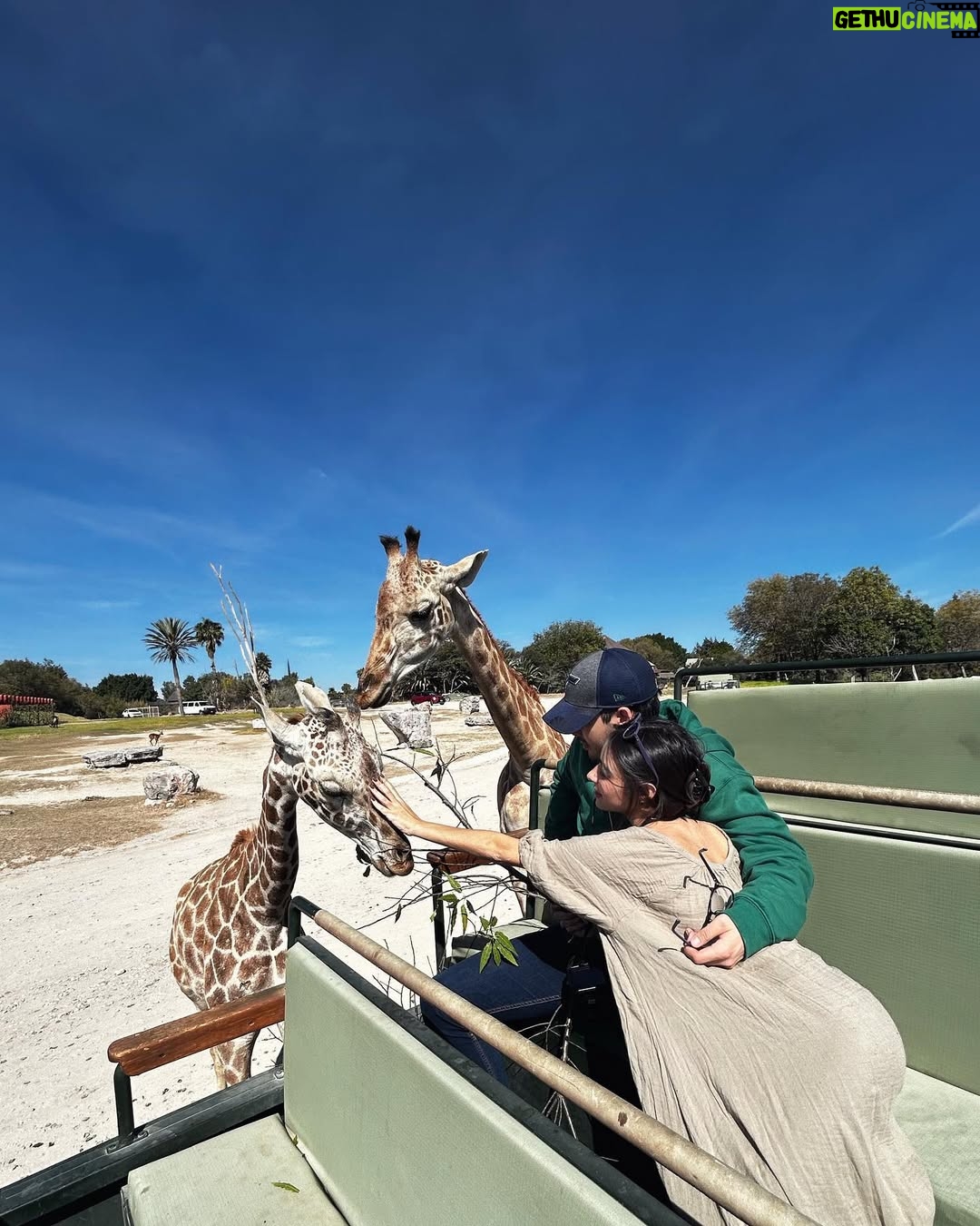 Valentina Buzzurro - 20.4K Likes - Los animales son una de las  creaciones más majestuosas que Dios pudo crear… tener un contacto tan cercano con algunos es una maravilla… gracias por esto @africamsafaripuebla y por cuidarlos, amarlos y protegerlos de una manera tan increíble 💕!!! Gracias por vivir esto con tanta fascinación conmigo @davidcarolevy te amo amor.