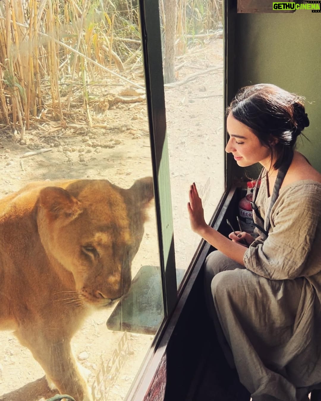 Valentina Buzzurro - 20.4K Likes - Los animales son una de las  creaciones más majestuosas que Dios pudo crear… tener un contacto tan cercano con algunos es una maravilla… gracias por esto @africamsafaripuebla y por cuidarlos, amarlos y protegerlos de una manera tan increíble 💕!!! Gracias por vivir esto con tanta fascinación conmigo @davidcarolevy te amo amor.