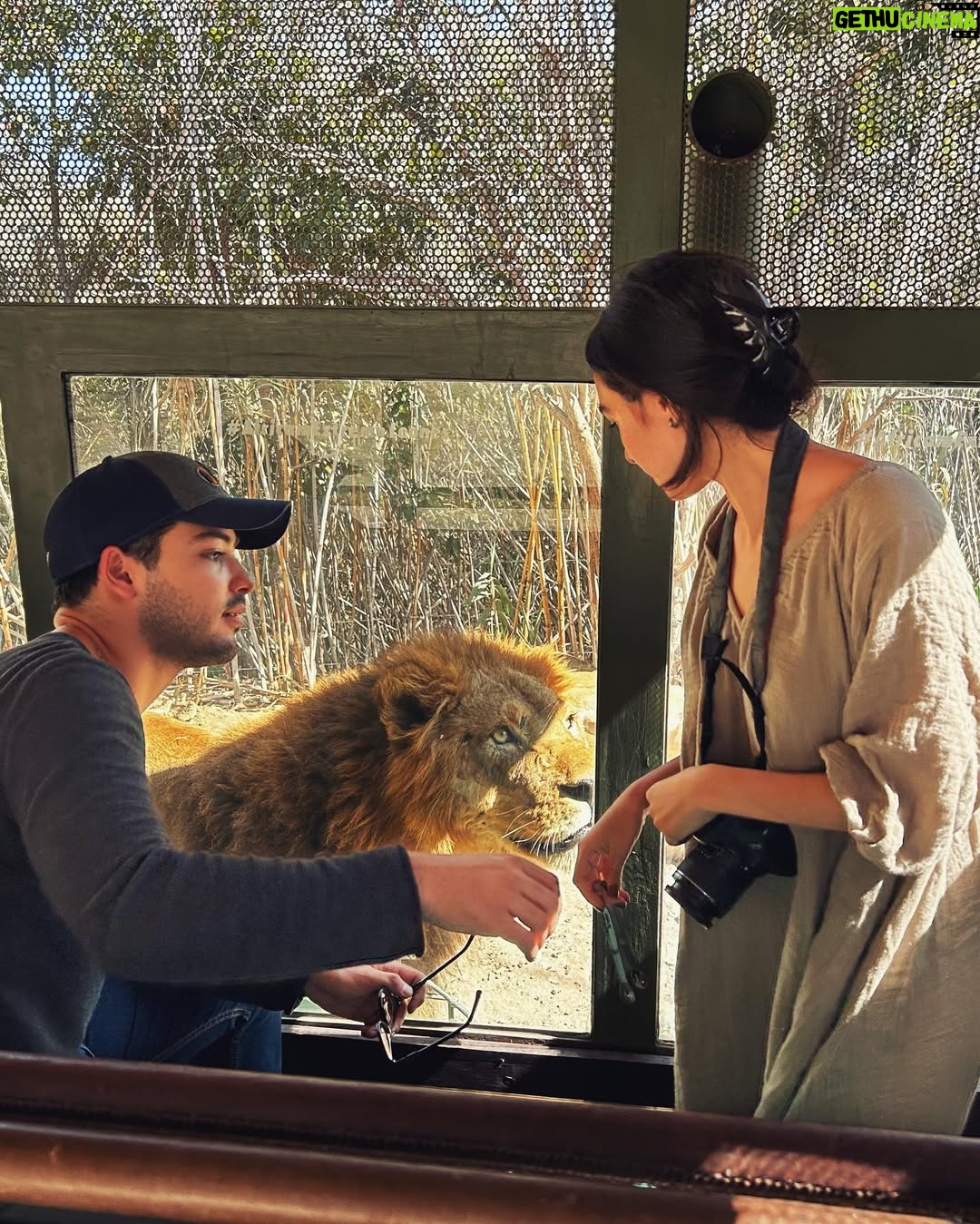 Valentina Buzzurro - 20.4K Likes - Los animales son una de las  creaciones más majestuosas que Dios pudo crear… tener un contacto tan cercano con algunos es una maravilla… gracias por esto @africamsafaripuebla y por cuidarlos, amarlos y protegerlos de una manera tan increíble 💕!!! Gracias por vivir esto con tanta fascinación conmigo @davidcarolevy te amo amor.