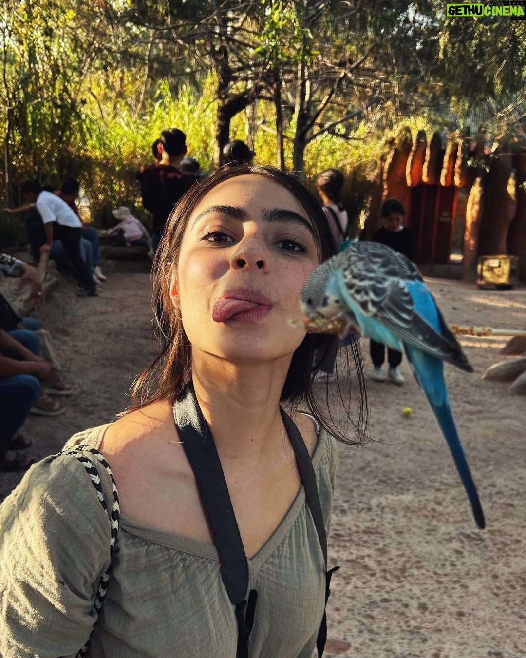 Valentina Buzzurro - 20.4K Likes - Los animales son una de las  creaciones más majestuosas que Dios pudo crear… tener un contacto tan cercano con algunos es una maravilla… gracias por esto @africamsafaripuebla y por cuidarlos, amarlos y protegerlos de una manera tan increíble 💕!!! Gracias por vivir esto con tanta fascinación conmigo @davidcarolevy te amo amor.