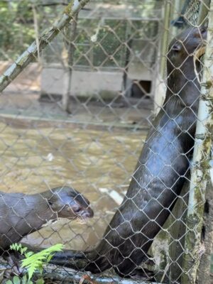 Valeria Piazza Instagram - Con mi esposo en Madre de Dios ♥️ conociendo este centro de investigación, rescate, rehabilitación y liberación de animalitos victimas del tráfico de fauna silvestre!
Es mágico ver como personas de buen corazón les dedican su vida y con mucho esfuerzo puedan tener la segunda oportunidad que ellos merecen para volver a su hogar 🌳🍃 Pd: las nutrias serán liberadas la próxima semana 🥺🫶🏻 @taricaya.eco.reserve @wwfperu