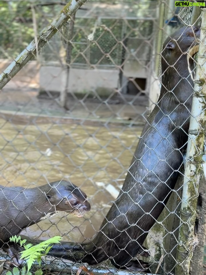 Valeria Piazza - 7.8K Likes - Con mi esposo en Madre de Dios ♥️ conociendo este centro de investigación, rescate, rehabilitación y liberación de animalitos victimas del tráfico de fauna silvestre! 

Es mágico ver como personas de buen corazón les dedican su vida y con mucho esfuerzo puedan tener la segunda oportunidad que ellos merecen para volver a su hogar 🌳🍃 Pd: las nutrias serán liberadas la próxima semana 🥺🫶🏻 @taricaya.eco.reserve @wwfperu