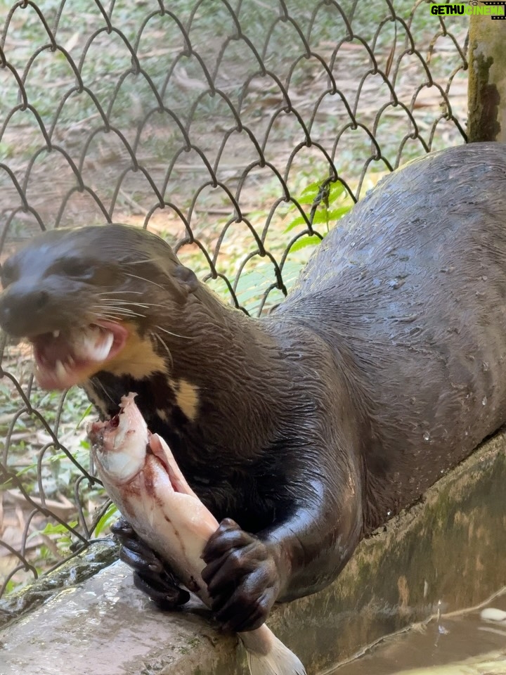 Valeria Piazza - 7.8K Likes - Con mi esposo en Madre de Dios ♥️ conociendo este centro de investigación, rescate, rehabilitación y liberación de animalitos victimas del tráfico de fauna silvestre! 

Es mágico ver como personas de buen corazón les dedican su vida y con mucho esfuerzo puedan tener la segunda oportunidad que ellos merecen para volver a su hogar 🌳🍃 Pd: las nutrias serán liberadas la próxima semana 🥺🫶🏻 @taricaya.eco.reserve @wwfperu