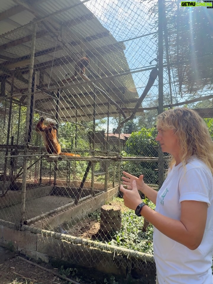 Valeria Piazza - 7.8K Likes - Con mi esposo en Madre de Dios ♥️ conociendo este centro de investigación, rescate, rehabilitación y liberación de animalitos victimas del tráfico de fauna silvestre! 

Es mágico ver como personas de buen corazón les dedican su vida y con mucho esfuerzo puedan tener la segunda oportunidad que ellos merecen para volver a su hogar 🌳🍃 Pd: las nutrias serán liberadas la próxima semana 🥺🫶🏻 @taricaya.eco.reserve @wwfperu
