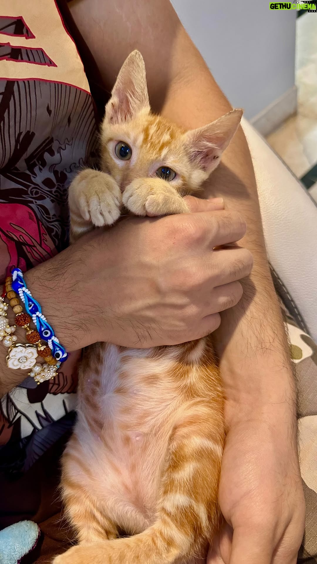 Vitasta Bhat - 9.6K Likes - This labewbew has gnawed my arms off🫩🧡
.
.
 #labubu #gingercat #chaotic