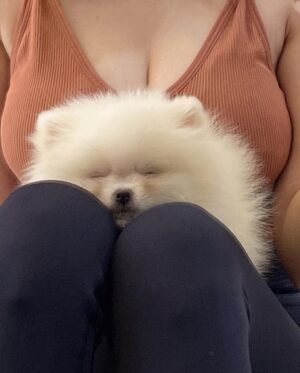 Yang Bao Bei Instagram - 狗狗是人類最好的朋友 也是最可愛的朋友 ❤️