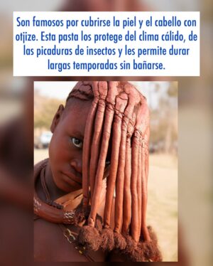 Yarissa Instagram - Una maƱana con los Himba. Si quieres aprender sobre ellos y saber como visitarlos de manera Ć©tica y responsable te dejo información aquĆ debajošĀ
Los Himba son un grupo Ć©tnico con una población estimada de 50,000 personas que viven en el norte de Namibia y en el sur de Angola. Sus aldeas consisten en sencillas chozas de ramas, barro y estiĆ©rcol de vaca con techos de paja. Son el Ćŗltimo pueblo seminómada de la zona y viven de forma muy tradicional (completamente sin tecnologĆa, electricidad, radio ni agua corriente).
Son famosos por cubrirse la piel y el cabello con otjize (una mezcla de grasa de mantequilla y pigmento ocre). Esta pasta los protege del clima cƔlido, de las picaduras de insectos y les permite durar largas temporadas sin baƱarse. El otjize le da a las trenzas del cabello una textura, estilo y tinte naranja muy distintivo.
Las mujeres y niƱas tienden a realizar los trabajos mƔs intensivos. Sus responsabilidades incluyen:
- Traer agua al la aldea.
- Hacer las casas donde viven.
- Recoger leƱa.
- Cocinar y servir comidas.
- Hacer artesanĆas, ropa y joyas.
- Cuidar los niƱos.
- OrdeƱar las vacas y las cabras para asegurar un suministro seguro de leche.
Las responsabilidades de los hombres son:
- Atender el ganado.
- Pastorear.Ā
- Sacrificar animales.
- Asistir a la celebración de consejos con los jefes tribales de la aldea.
Los Himba son polĆgamos; el hombre promedio tiene dos esposas y en ocasiones son matrimonios concertados a temprana edad lo que puede significar que las niƱas en ocasiones son casadas.
Visitar una tribu Himba de forma responsable es una excelente manera de apoyar la economĆa local en una zona que lo necesita. AsegĆŗrate de que tu guĆa sea un Himba y tenga experiencia en turismo sostenible. Recomiendo que contacten a Tjingi Tjinginda ( 264 818 411 294) pues ademĆ”s de todo lo anterior tambiĆ©n habla inglĆ©s.
Y por favor no vengas con las manos vacĆas. Trae algo de comida para la aldea. Puede ser harina de maĆz, azĆŗcar o aceite de cocina. Ellos con amor te abren sus puertas, te muestran sus vidas y eso deberĆa ser recompensado.Ā
#Namibia #Himba #Tribu #HimbaVillage #Africa