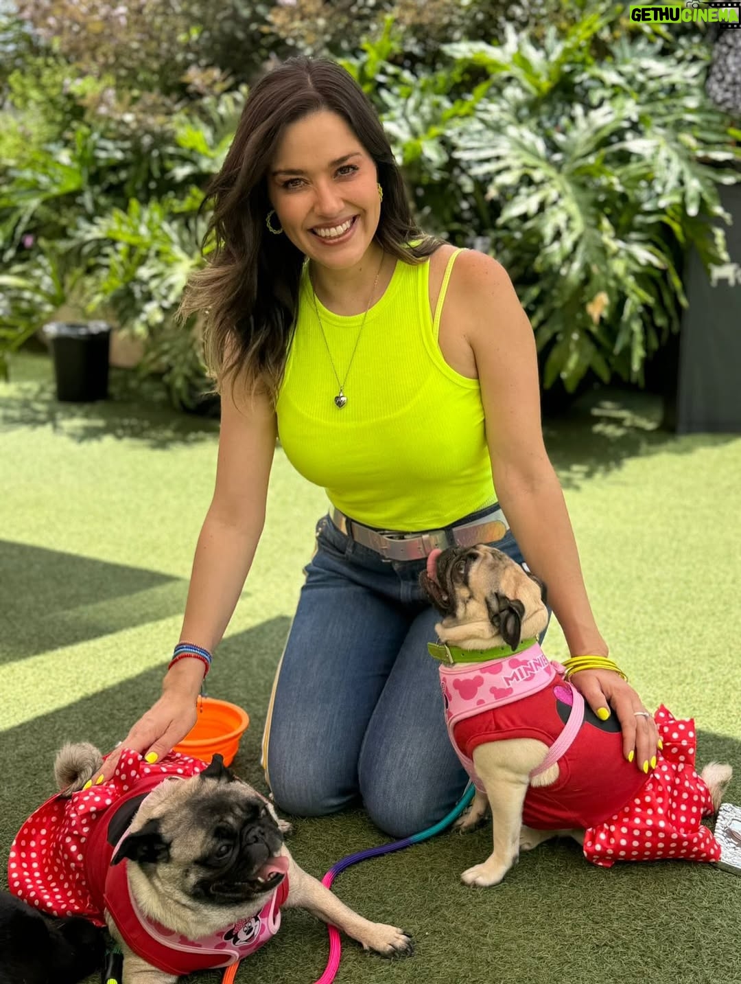 Yuliana Peniche - 1.2K Likes - Amo estas fotos con mis perrhijas bellas ♥️ 🐶 ♥️ Fue al primer evento que las llevamos el año pasado y fue de @jackymollyofficial Estuvo increíble 🙌🏼✨🙌🏼
Los 3 amores de mi vida definitivamente 💯 
@marcosabellaterrazo Kay y Kira ♥️♥️♥️

#love #pug #pugs #puglove #pugoftheday #puglover #pugworld #puglife #puglovers