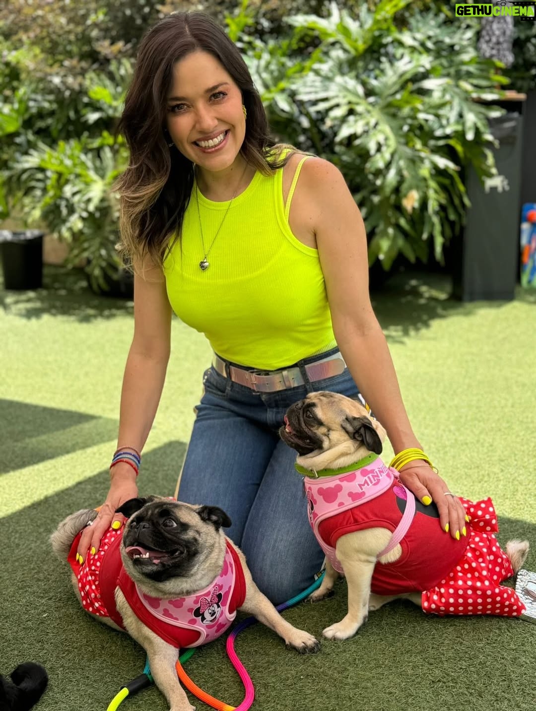 Yuliana Peniche - 1.2K Likes - Amo estas fotos con mis perrhijas bellas ♥️ 🐶 ♥️ Fue al primer evento que las llevamos el año pasado y fue de @jackymollyofficial Estuvo increíble 🙌🏼✨🙌🏼
Los 3 amores de mi vida definitivamente 💯 
@marcosabellaterrazo Kay y Kira ♥️♥️♥️

#love #pug #pugs #puglove #pugoftheday #puglover #pugworld #puglife #puglovers