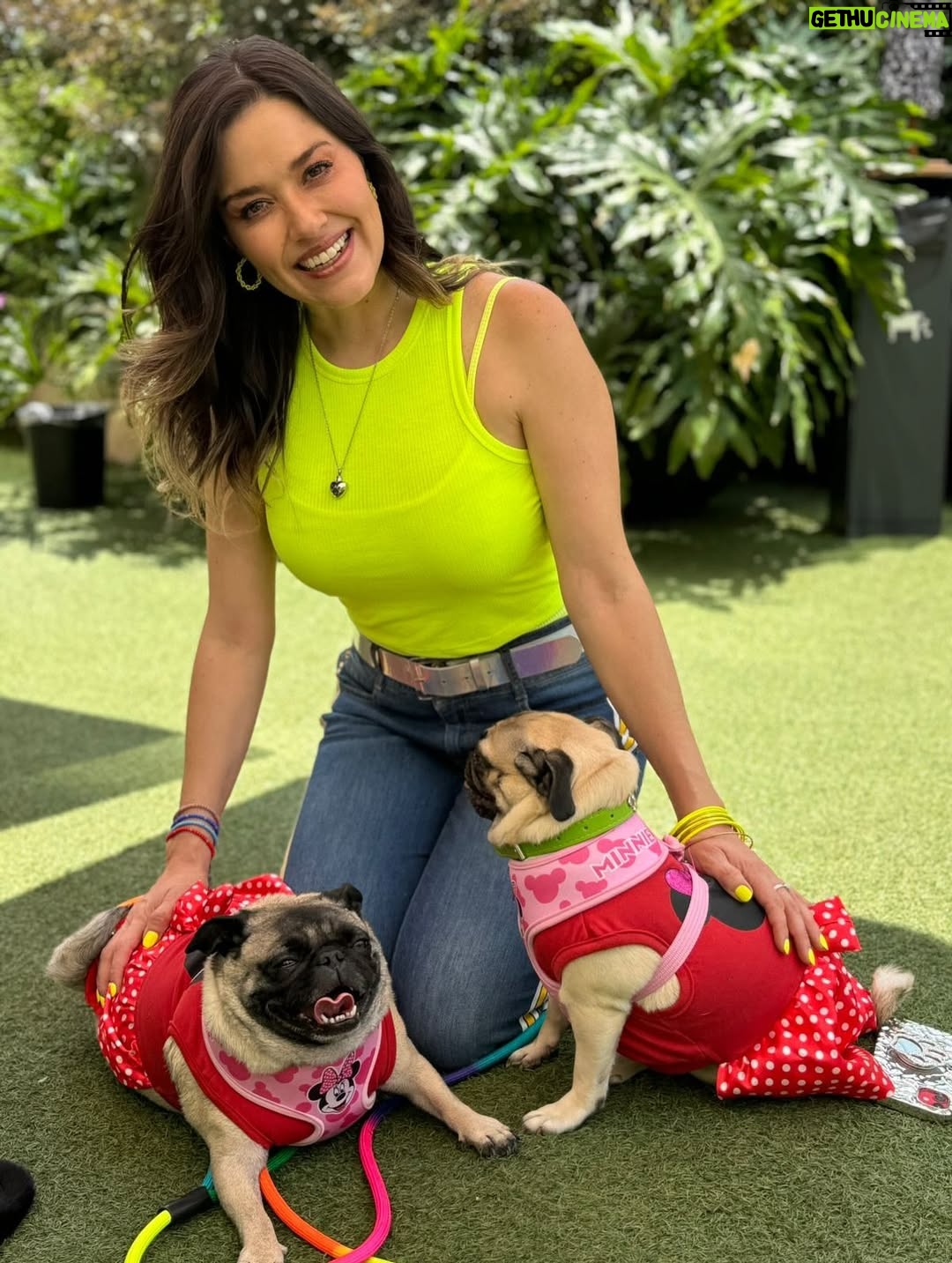Yuliana Peniche - 1.2K Likes - Amo estas fotos con mis perrhijas bellas ♥️ 🐶 ♥️ Fue al primer evento que las llevamos el año pasado y fue de @jackymollyofficial Estuvo increíble 🙌🏼✨🙌🏼
Los 3 amores de mi vida definitivamente 💯 
@marcosabellaterrazo Kay y Kira ♥️♥️♥️

#love #pug #pugs #puglove #pugoftheday #puglover #pugworld #puglife #puglovers