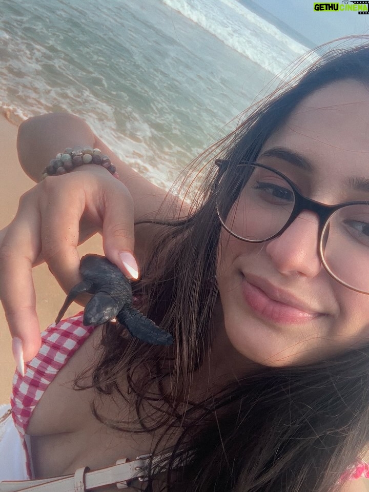 anshikaa - 2.4K Likes - the day I met baby turtles in Sri Lanka🌊🐢🌺🤭🩵