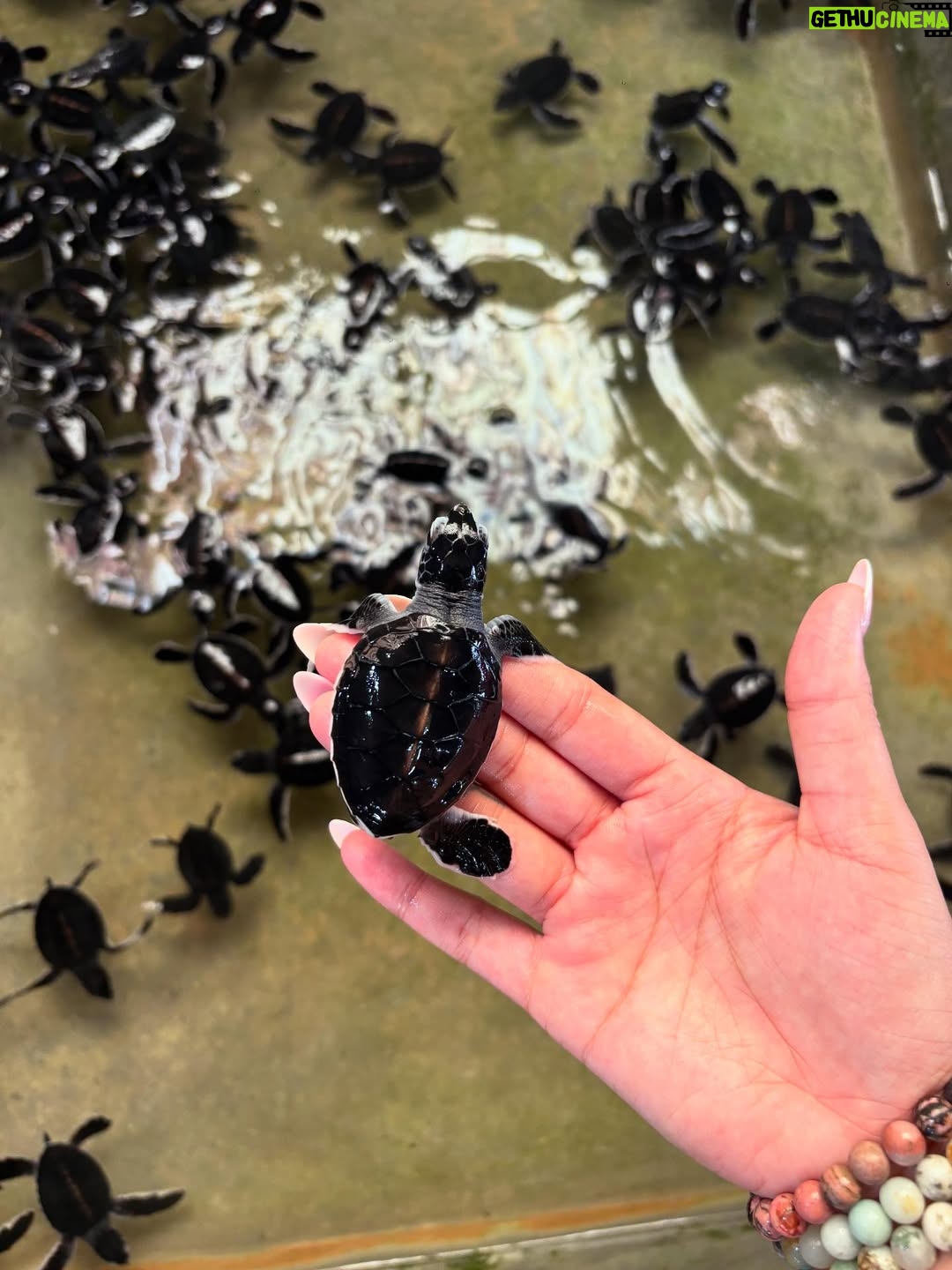 anshikaa - 2.4K Likes - the day I met baby turtles in Sri Lanka🌊🐢🌺🤭🩵