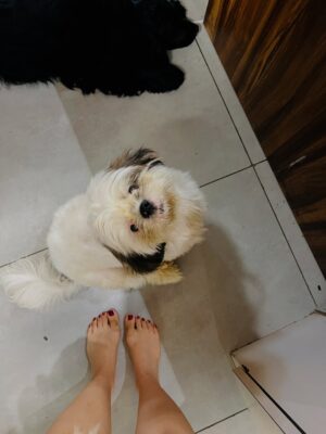 hitaishi totlani Instagram - Joy in every wag šš¾
.
.
.
.
.
.
.
.
.
.
.
.
.
#instagood #instagram #love #dog #puppies #cute #beautiful #trending #viral #girl #pretty #fashion #explorepage #fyp #outfit #makeup #style