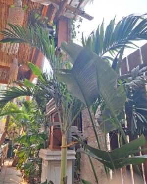 nisha Gupta Instagram - Visited this cool place in North Goa @bawriindia 
Must visit 

#travelgoa#foodie#bawrigoa#itsnishagupta#travelwithme#