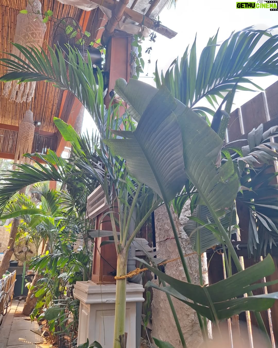 nisha Gupta - 4.5K Likes - Visited this cool place in North Goa @bawriindia 
Must visit 

#travelgoa#foodie#bawrigoa#itsnishagupta#travelwithme#