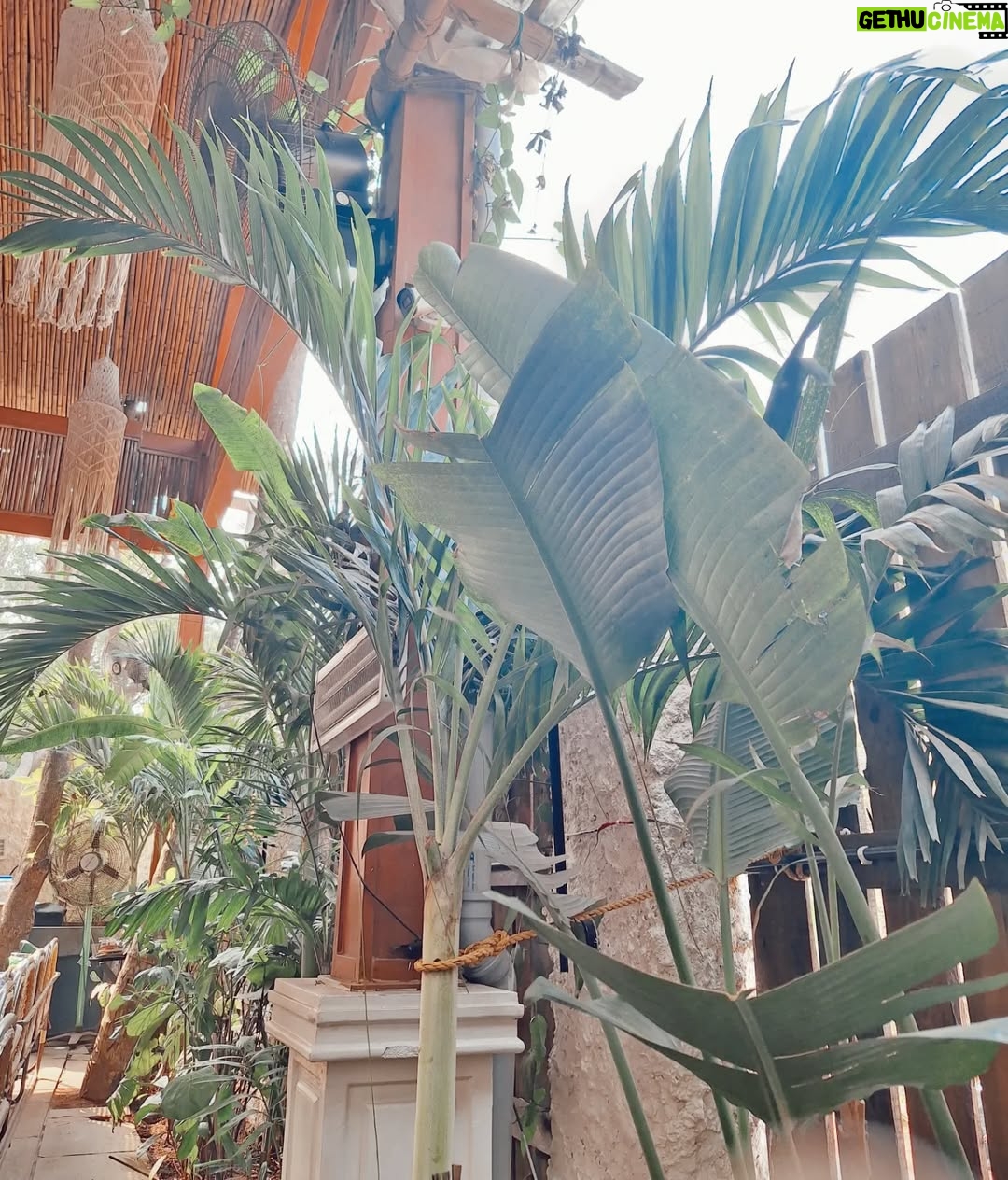 nisha Gupta - 3.8K Likes - "The best thing to do in north goa for a perfect brunch is 
Bawri to have some amazing food 
Swipe next to see more guys 🎀❤️"

#travelwithme#travelgoa#restaurant#foodie#lovefoefood#northgoa#travel#