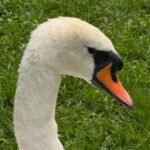 Abigail Hawk